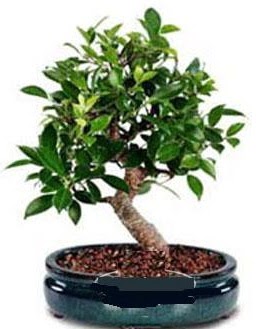 5 yanda japon aac bonsai bitkisi  Ankara 14 ubat anneler gn iek yolla 