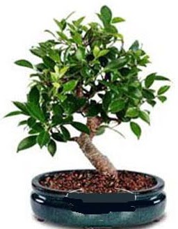 5 ya��nda japon a�ac� bonsai bitkisi  Ankara 14 �ubat anneler g�n� �i�ek yolla 