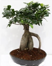 5 yanda japon aac bonsai bitkisi  Ankara 14 ubat internetten iek sat 