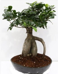 5 ya��nda japon a�ac� bonsai bitkisi  Ankara 14 �ubat internetten �i�ek sat��� 