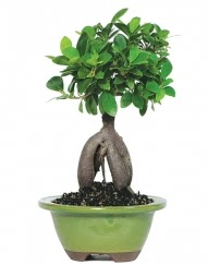 5 yanda japon aac bonsai bitkisi  Ankara 14 ubat cicek , cicekci 