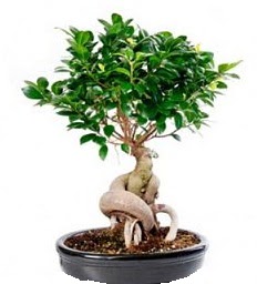 Bonsai Japon a�ac� saks� bitkisi  Ankara 14 �ubat 14 �ubat sevgililer g�n� �i�ek 