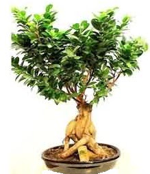 Bonsai Japon a�ac� saks� bitkisi  Ankara 14 �ubat �i�ek sipari�i sitesi 