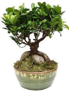Japon aac bonsai saks bitkisi  Ankara 14 ubat nternetten iek siparii 