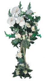  Ankara 14 �ubat �i�ek ma�azas� , �i�ek�i adresleri  antoryumlarin b�y�s� �zel