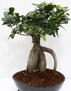 Japon aac bonsai saks bitkisi  Ankara 14 ubat iek yolla ieki 