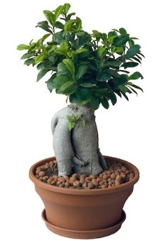 Japon aac bonsai saks bitkisi  Ankara 14 ubat iek gnderme 