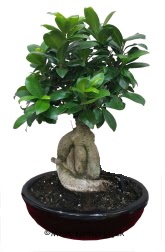 Japon aac bonsai saks bitkisi  Ankara 14 ubat ucuz iek gnder 