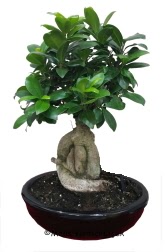 Japon a�ac� bonsai saks� bitkisi  Ankara 14 �ubat ucuz �i�ek g�nder 