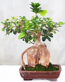 Japon a�ac� bonsai saks� bitkisi  Ankara 14 �ubat ucuz �i�ek g�nder 