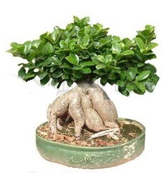 Japon a�ac� bonsai saks� bitkisi  Ankara 14 �ubat �i�ek g�nderme 