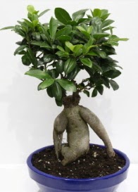 bonsai japon a�ac� saks� �i�e�i  Ankara 14 �ubat �i�ek servisi , �i�ek�i adresleri 