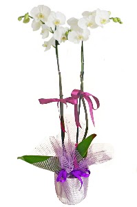 2 dall beyaz orkide sat  Ankara 14 ubat sevgililer gn iek sat 