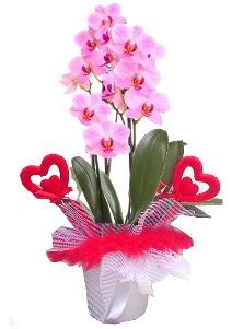 2 dall� mor orkide 2 kalp �ubuk  Ankara 14 �ubat sevgilime hediye �i�ek yolla 