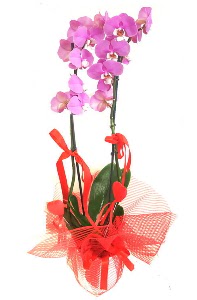 2 dall mor orkide bitkisi  Ankara 14 ubat sevgililer gn iek sat 