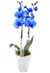 2 dall AILI mavi orkide  Ankara 14 ubat sevgililer gn iek sat 