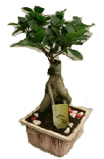 Japon aac bonsai seramik saks  Ankara 14 ubat iek maazas , ieki adresleri 