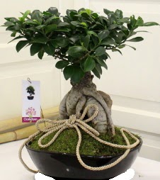 Japon aac bonsai sat  Ankara 14 ubat iek servisi , ieki adresleri 