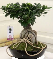 Japon a�ac� bonsai sat���  Ankara 14 �ubat �i�ek servisi , �i�ek�i adresleri 