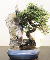 Japon aac bonsai saks bitkisi sat  Ankara 14 ubat internetten iek sat 