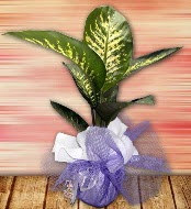 Orta boy Tropik saks bitkisi orta boy 65 cm  Ankara 14 ubat iek servisi , ieki adresleri 