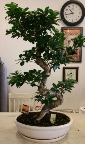 100 cm y�ksekli�inde dev bonsai japon a�ac�  Ankara 14 �ubat �nternetten �i�ek sipari�i 