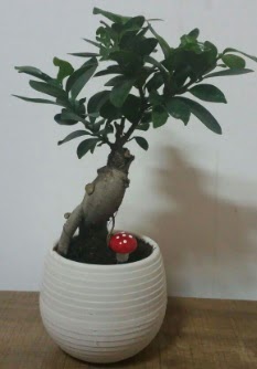 Bonsai japon a�ac� saks� �i�e�i  Ankara 14 �ubat �i�ek g�nderme sitemiz g�venlidir 
