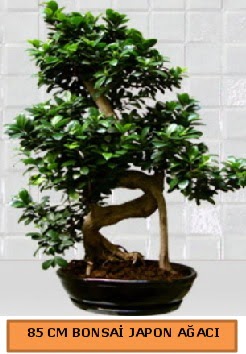85 CM Japon a�ac� Bonsai saks� bitkisi  Ankara 14 �ubat ucuz �i�ek g�nder 