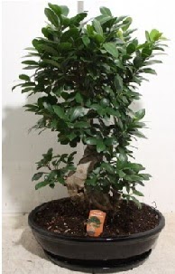 75 CM Ginseng bonsai Japon aac  Ankara 14 ubat sevgilime hediye iek yolla 