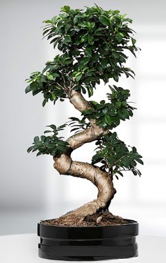 90 CM Japon A�ac� Bonsai saks� �i�e�i  Ankara 14 �ubat g�venli kaliteli h�zl� �i�ek 