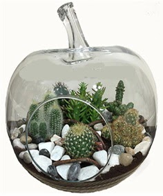 Terrarium tanzim elma camda 5 kakt�s  Ankara 14 �ubat �i�ek sipari�i sitesi 