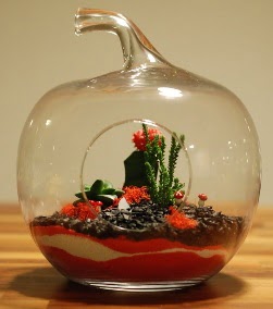 Elma Terrarium 3 kakt�s orta boy  Ankara 14 �ubat 14 �ubat sevgililer g�n� �i�ek 