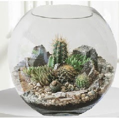 Cam fanus Terrarium 5 kakt�s  Ankara 14 �ubat �i�ek ma�azas� , �i�ek�i adresleri 