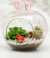 K���k elma terrarium 3 kakt�s  Ankara 14 �ubat online �i�ek g�nderme sipari� 