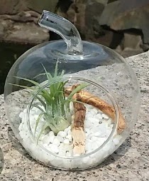 Elma k���k boy terrarium 1 kakt�s  Ankara 14 �ubat �i�ek�i ma�azas� 