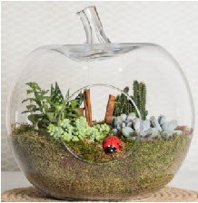 Elma terrarium orta boy 4 kakt�s  Ankara 14 �ubat �i�ek sipari�i sitesi 