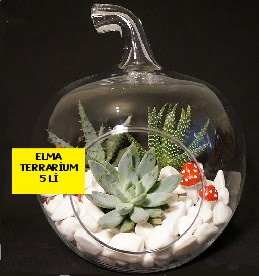5 kakt�sl� Elma terrarium orta boy  Ankara 14 �ubat online �i�ek g�nderme sipari� 