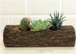 Ah�ap k�t�k 3 kakt�s terrarium  Ankara 14 �ubat sevgilime hediye �i�ek yolla 