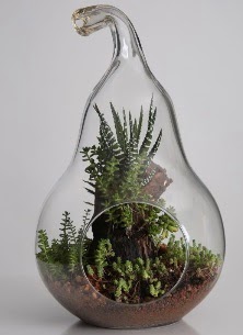 Armut cam k���k boy terrarium  Ankara 14 �ubat �i�ek servisi , �i�ek�i adresleri 