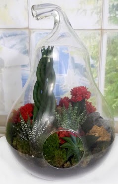 5 adet kakt�s orta boy armut terrarium  Ankara 14 �ubat �i�ek sipari�i sitesi 