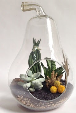 Orta boy armut 5 kakt�s terrarium  Ankara 14 �ubat ucuz �i�ek g�nder 