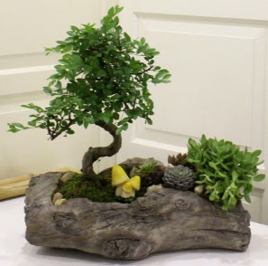 A�a� k�t�k i�erisinde Bonsai ve Kakt�s  Ankara 14 �ubat internetten �i�ek sat��� 