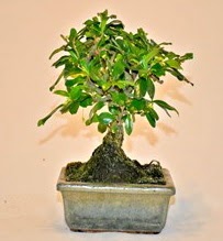 Zelco bonsai saks� bitkisi  Ankara 14 �ubat �i�ek servisi , �i�ek�i adresleri 