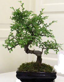 Bonsai saks� �i�e�i  Ankara 14 �ubat 14 �ubat sevgililer g�n� �i�ek 