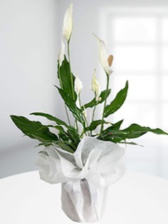 Spathiphyllum �i�e�i Bar�� �i�e�i  Ankara 14 �ubat anneler g�n� �i�ek yolla  