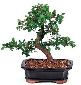 �thal bonsai japon a�ac�  Ankara 14 �ubat �i�ek sipari�i sitesi 