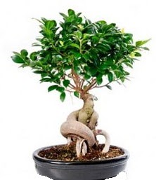 Bonsai japon a�ac� seramik i�inde  Ankara 14 �ubat �i�ek�iler 