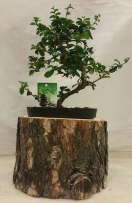 Do�al k�t�k i�inde bonsai japon a�ac�  Ankara 14 �ubat �nternetten �i�ek sipari�i 