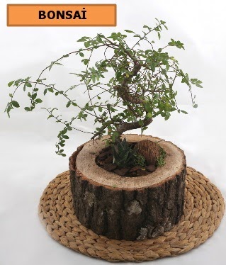 Do�al a�a� k�t�k i�erisinde bonsai bitkisi  Ankara 14 �ubat �i�ek g�nderme sitemiz g�venlidir 