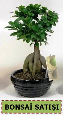 Bonsai japon a�ac� ginseng bonsai  Ankara 14 �ubat �i�ek ma�azas� , �i�ek�i adresleri 